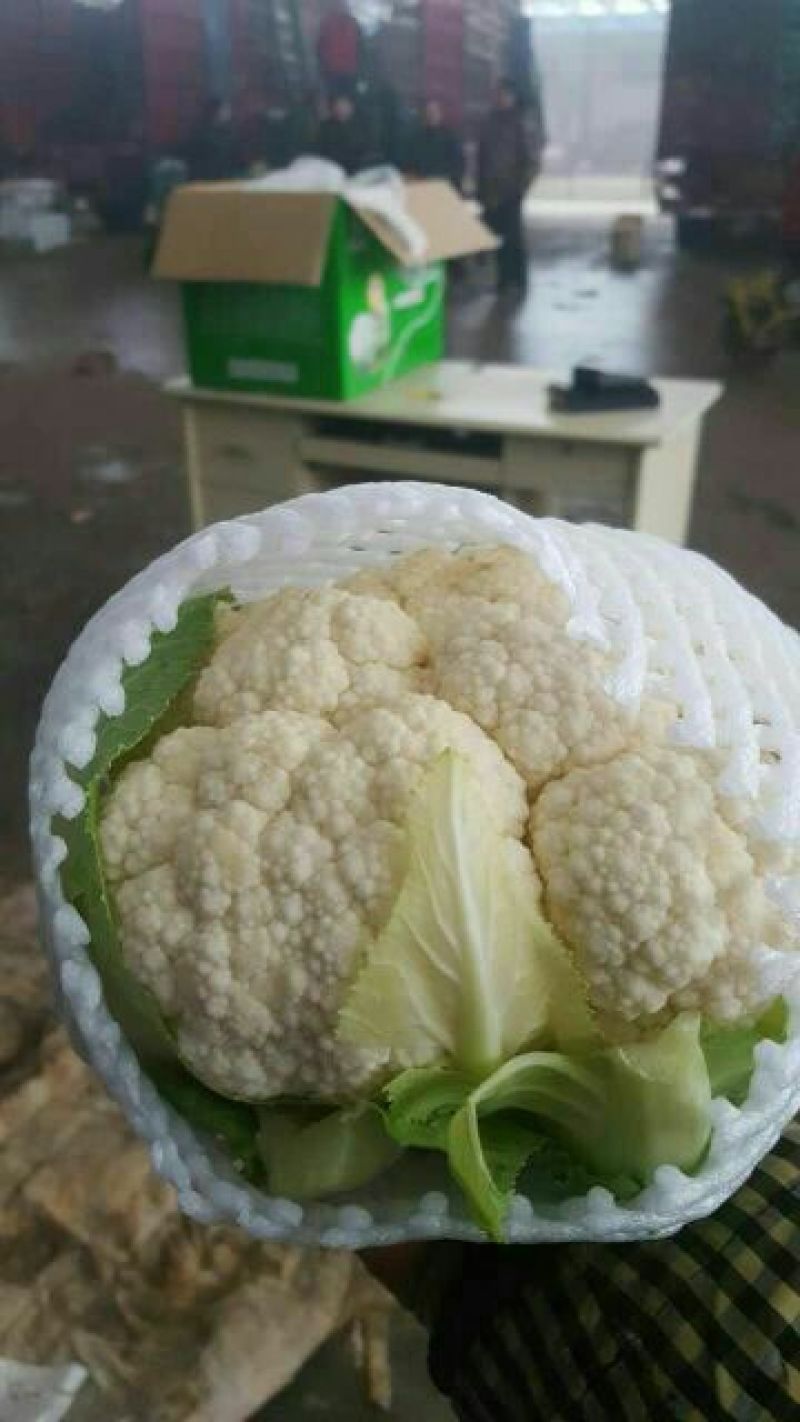 白花菜散装