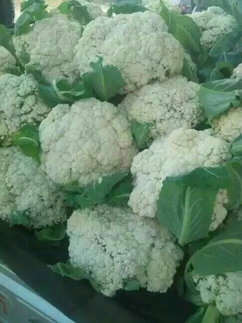 白花菜散装