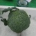 白花菜散装