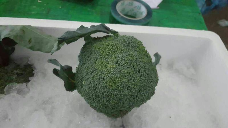 白花菜散装