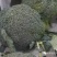 白花菜散装