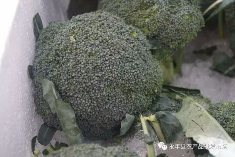 白花菜散装