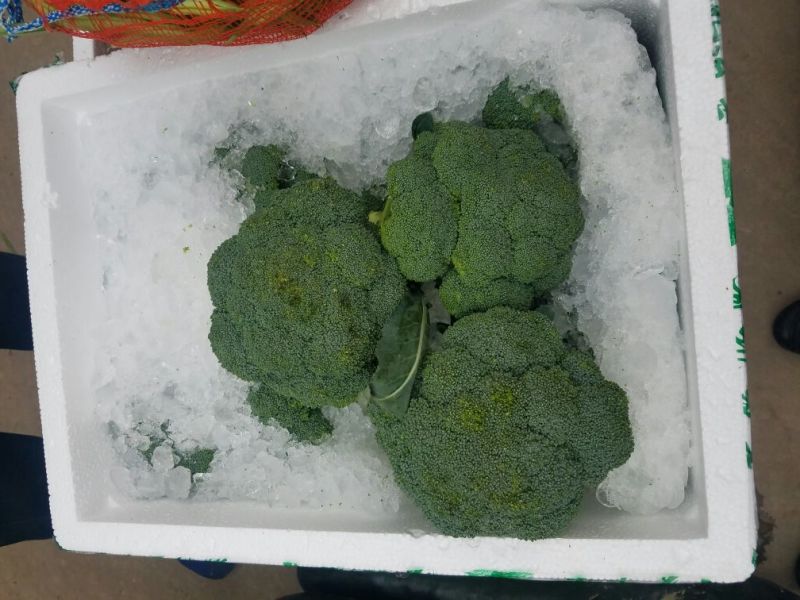 白花菜散装