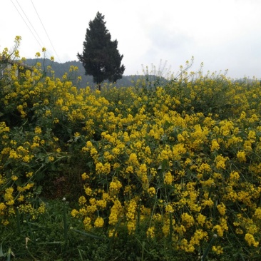 油菜籽1