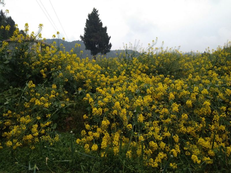 油菜籽1