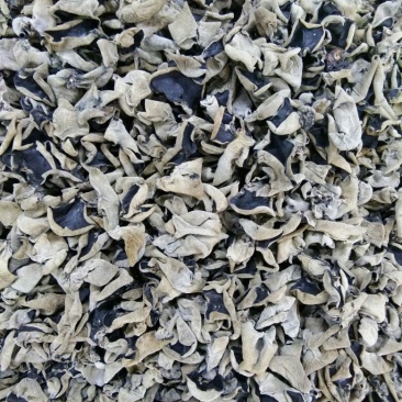 秋木耳一级