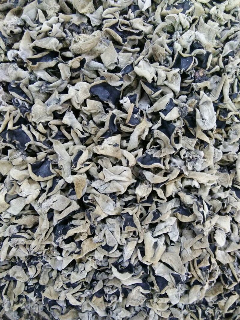 秋木耳一级
