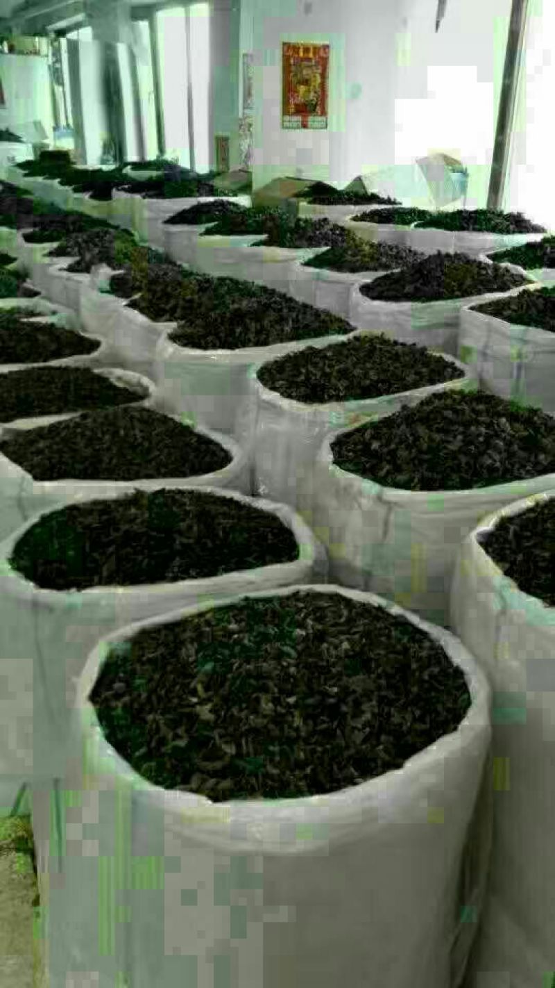 秋木耳一级