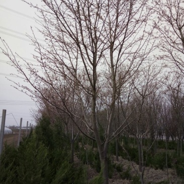 早樱樱花11-17cm