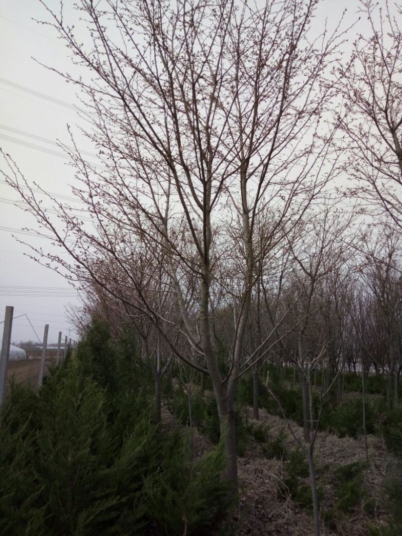 早樱樱花11-17cm