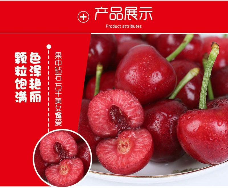 预售美早樱桃