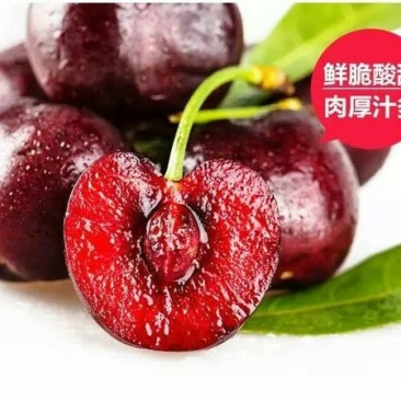 预售美早樱桃