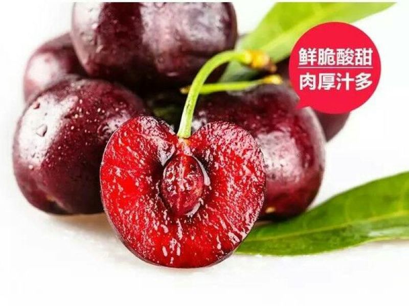 预售美早樱桃