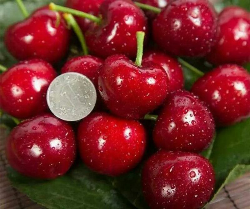 预售美早樱桃