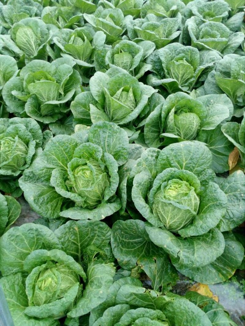 大白菜，玲珑黄心大白菜3—4斤货源充足量大价优欢迎采购