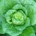 大白菜，玲珑黄心大白菜3—4斤货源充足量大价优欢迎采购