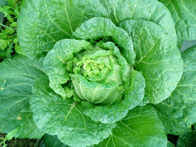 大白菜，玲珑黄心大白菜3—4斤货源充足量大价优欢迎采购