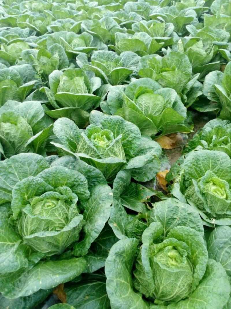 大白菜，玲珑黄心大白菜3—4斤货源充足量大价优欢迎采购