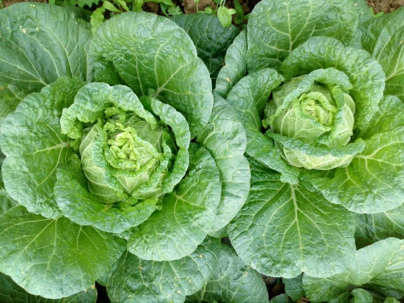 大白菜，玲珑黄心大白菜3—4斤货源充足量大价优欢迎采购