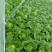 大白菜，玲珑黄心大白菜3—4斤货源充足量大价优欢迎采购