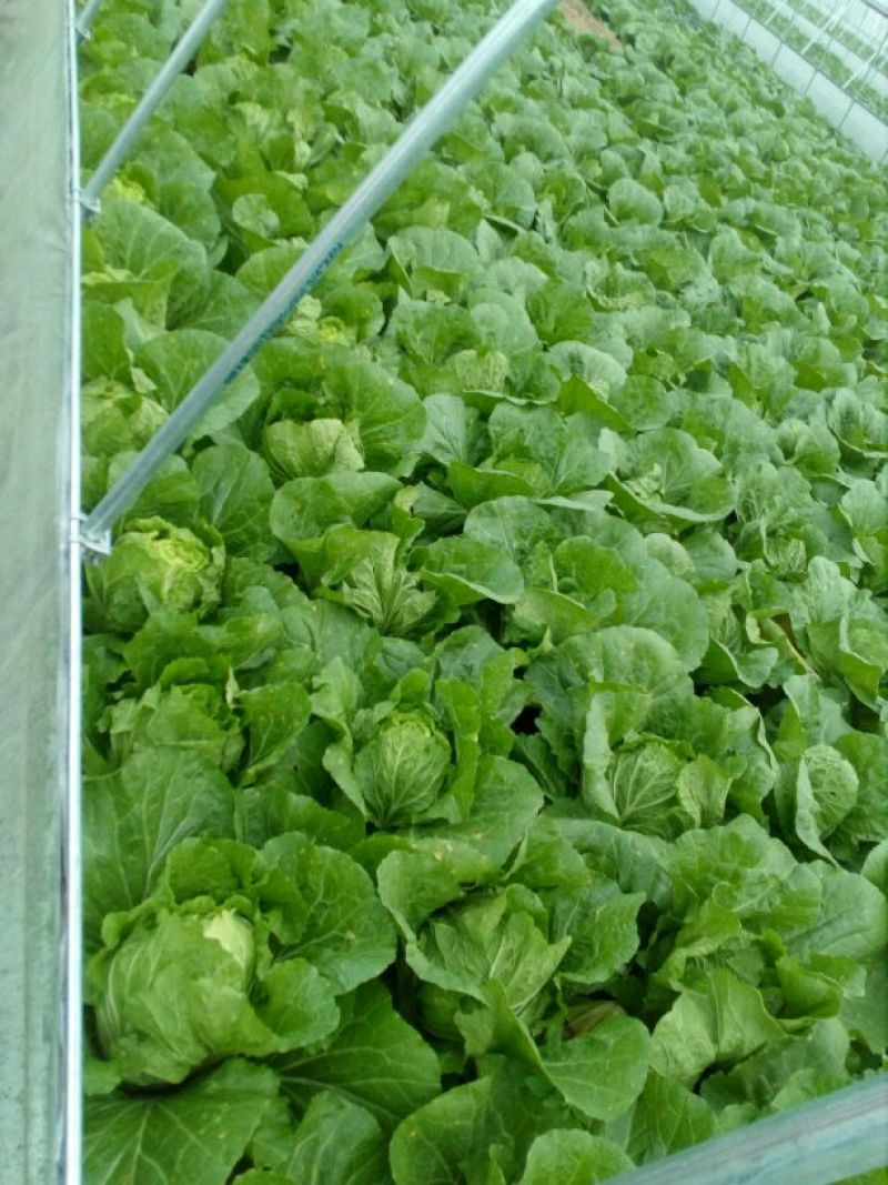 大白菜，玲珑黄心大白菜3—4斤货源充足量大价优欢迎采购