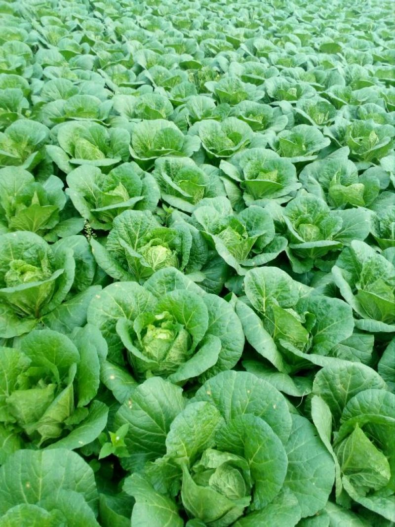 大白菜，玲珑黄心大白菜3—4斤货源充足量大价优欢迎采购