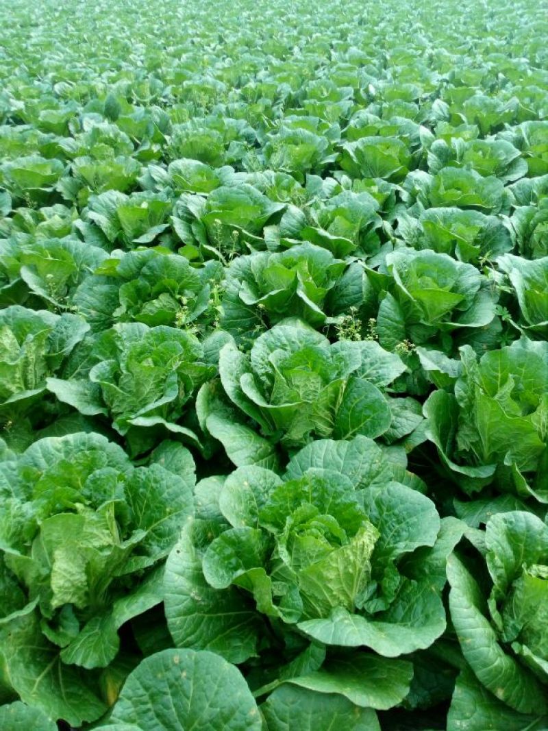 大白菜，玲珑黄心大白菜3—4斤货源充足量大价优欢迎采购