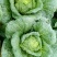 大白菜，玲珑黄心大白菜3—4斤货源充足量大价优欢迎采购