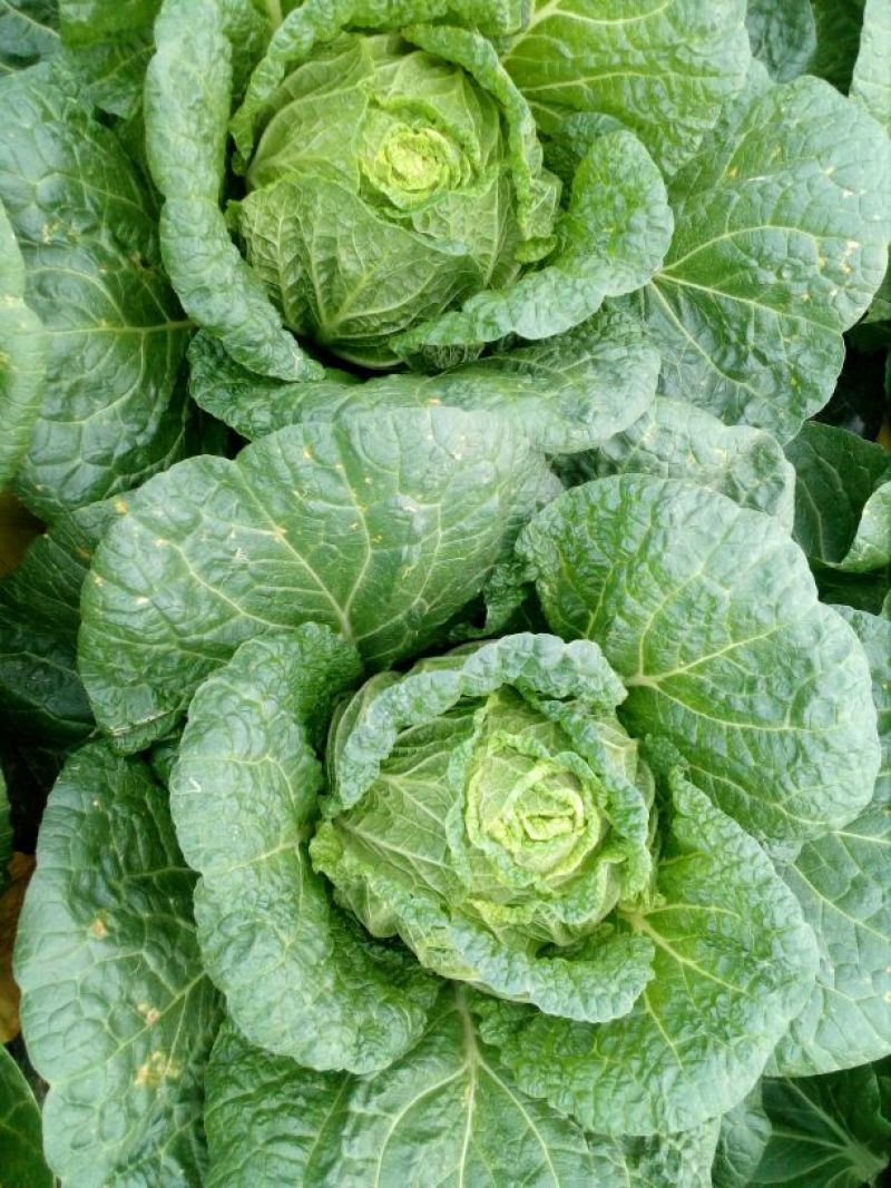 大白菜，玲珑黄心大白菜3—4斤货源充足量大价优欢迎采购