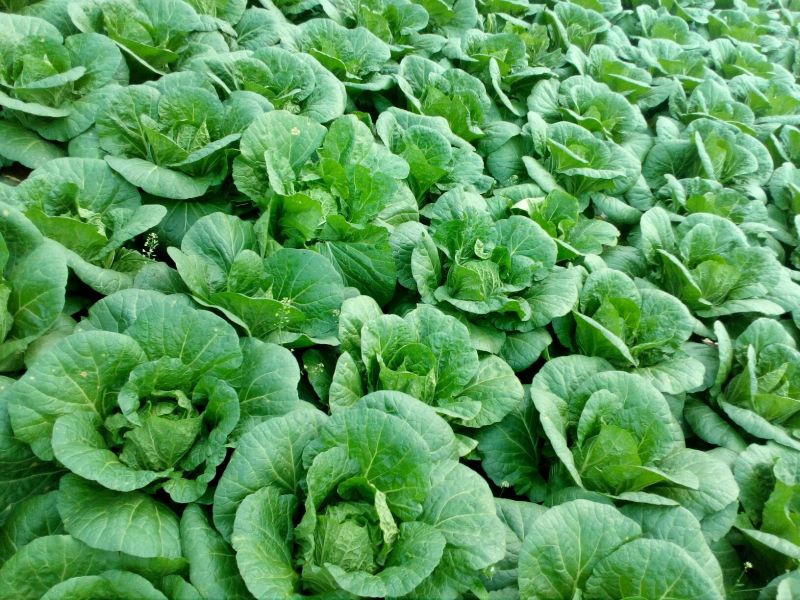 大白菜，玲珑黄心大白菜3—4斤货源充足量大价优欢迎采购