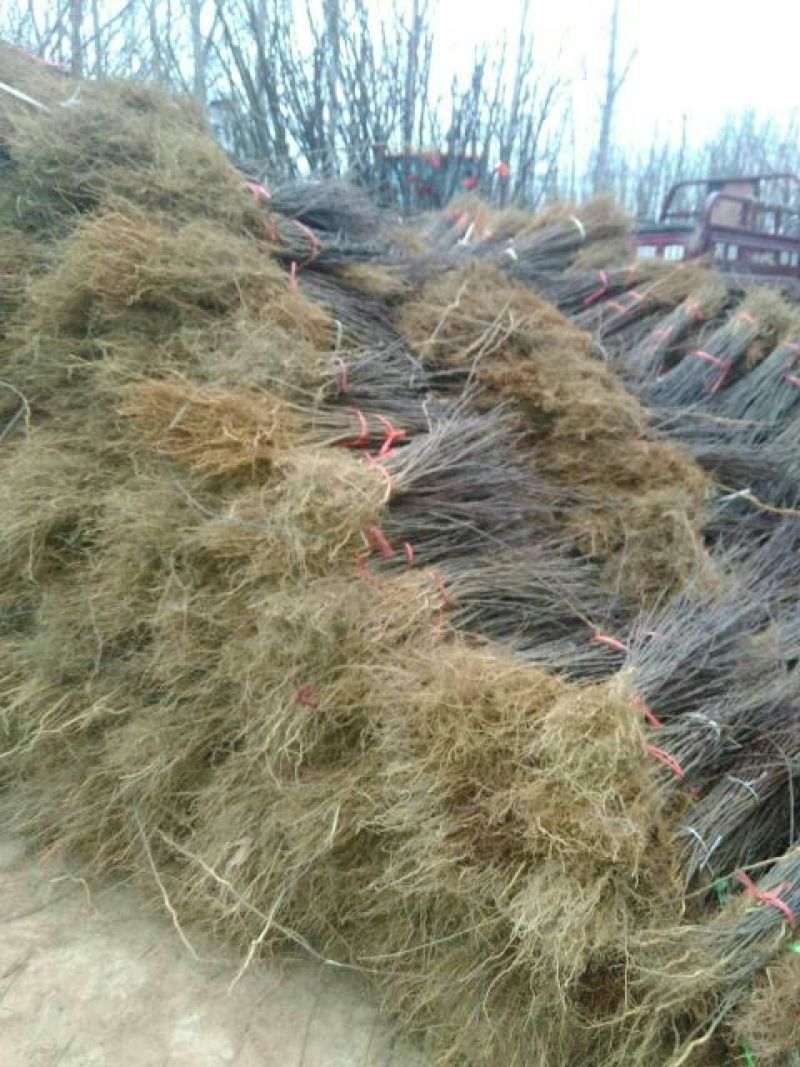 花椒苗1-3年苗大红袍，狮子头，无刺花椒