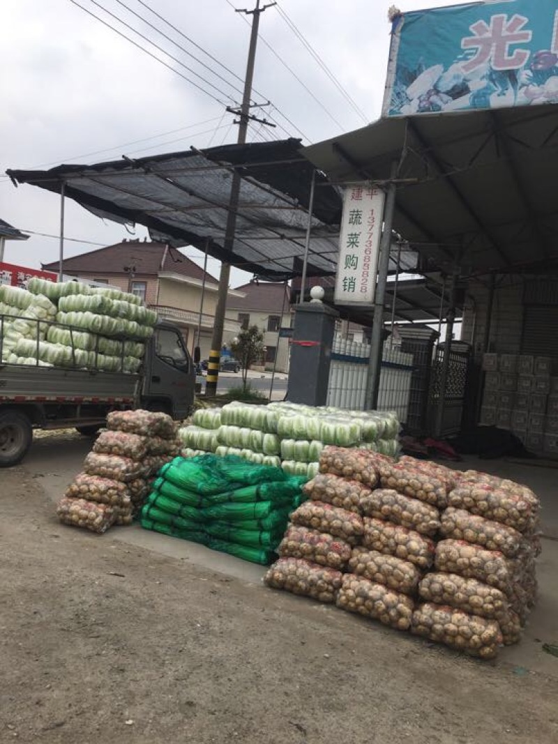 蒜苗大量上市，有万亩𥕛地，欢迎新老客户前来选购
