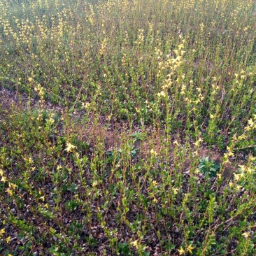 连翘树0.5~3cm10~180cm
