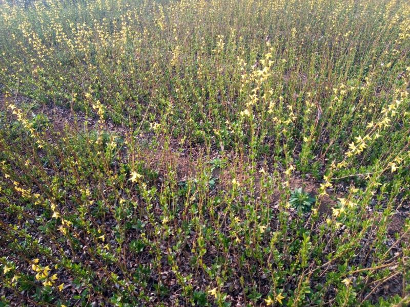 连翘树0.5~3cm10~180cm