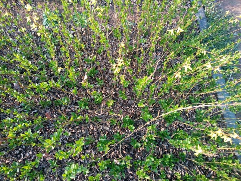 连翘树0.5~3cm10~180cm