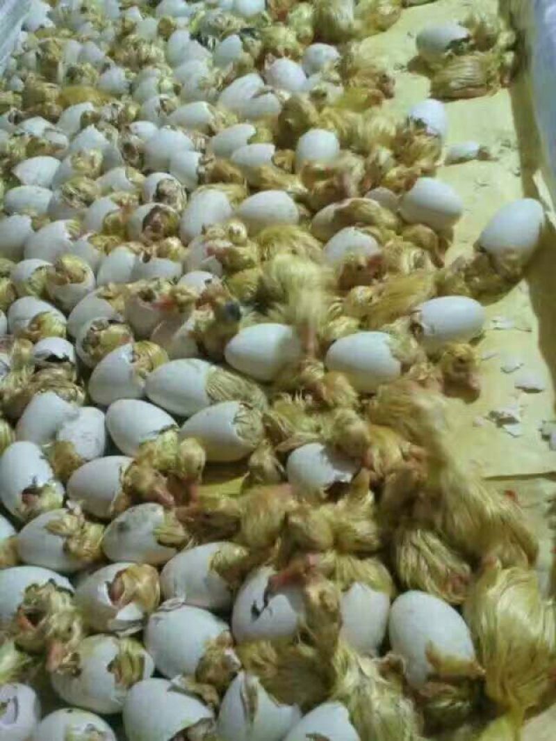 鹅苗250g以下