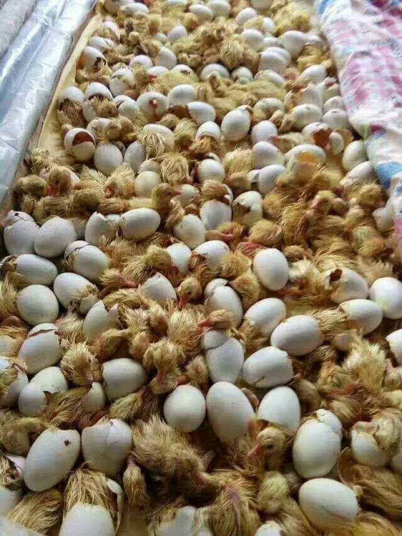 鹅苗250g以下
