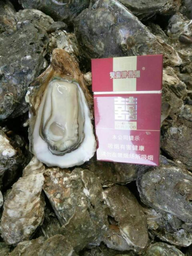 食用牡蛎湛江生蚝生蚝量大质优价格优惠欢迎电联