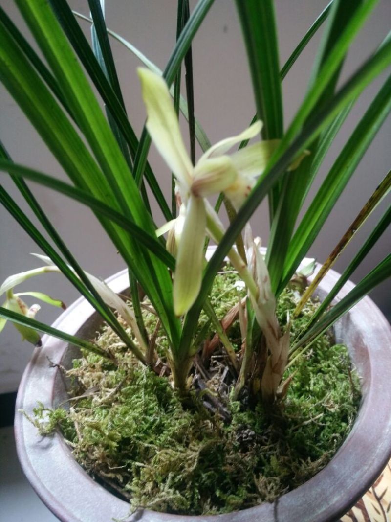 大花蕙兰不含盆