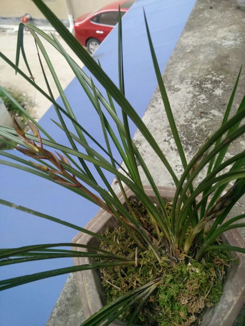 大花蕙兰不含盆