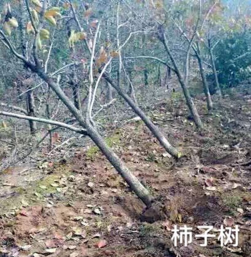 柿树