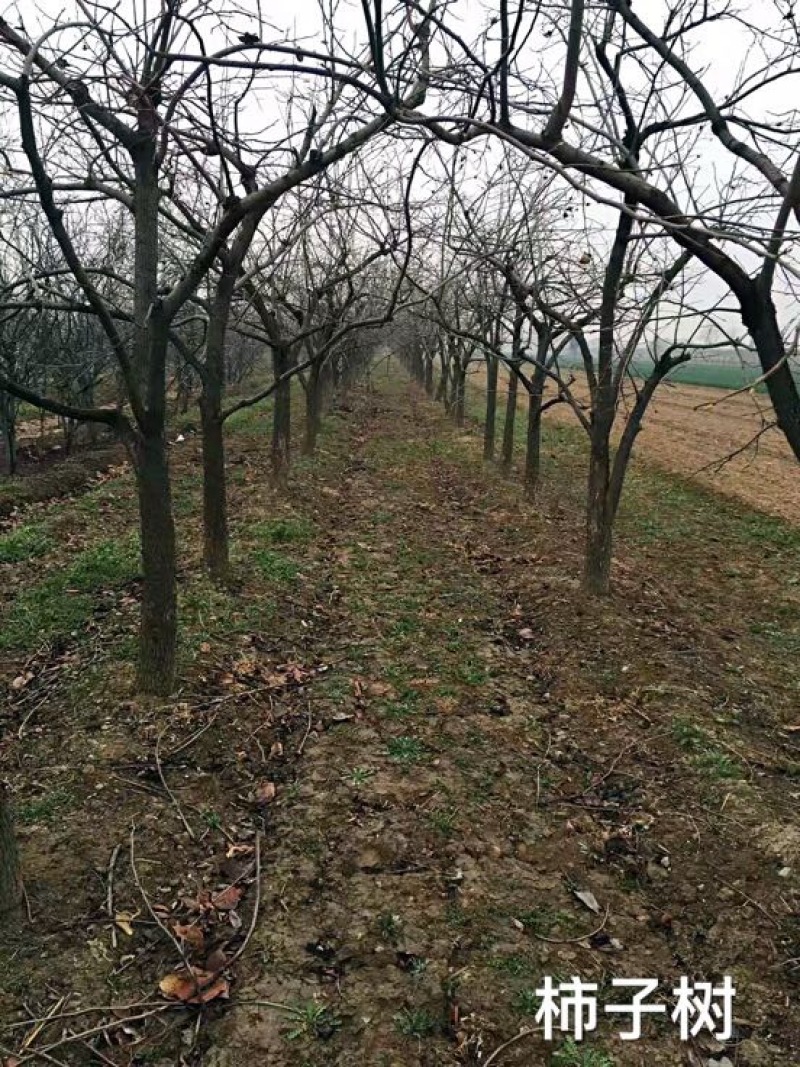 柿树