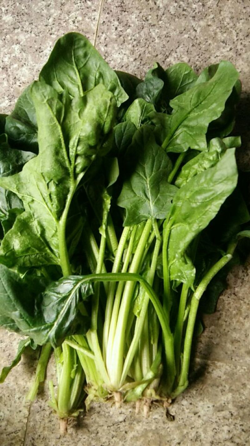 越冬菠菜30~35厘米