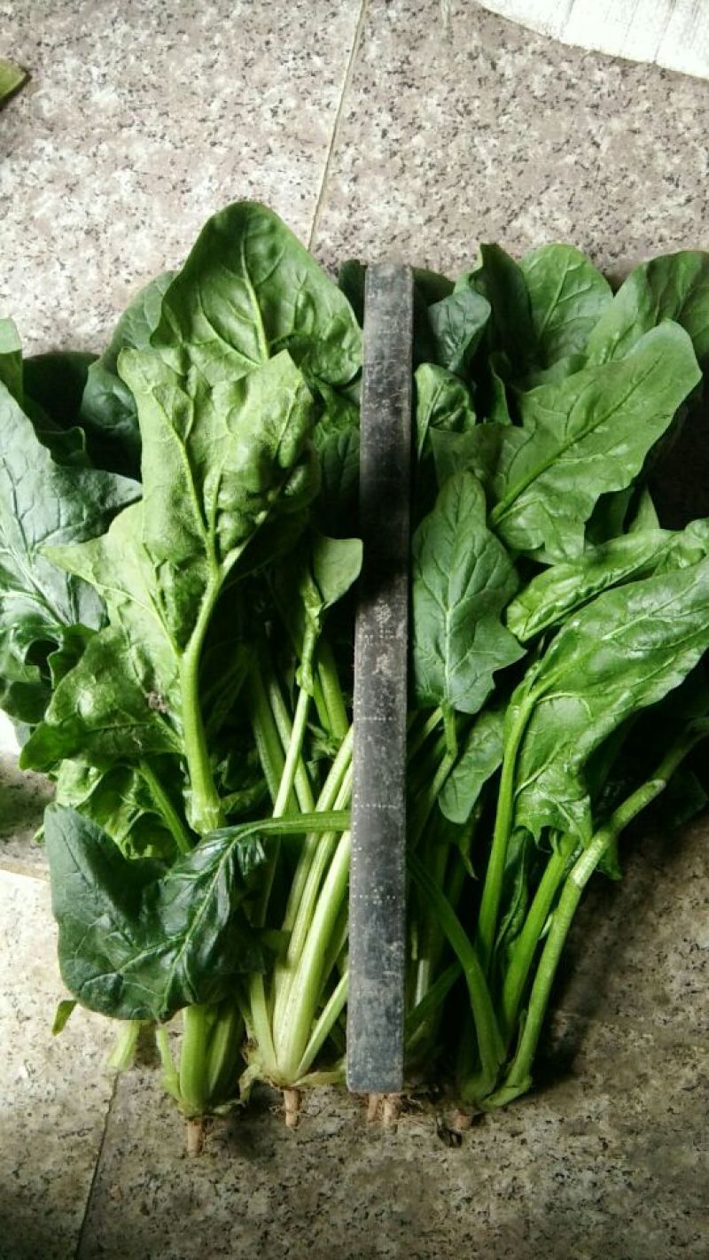 越冬菠菜30~35厘米