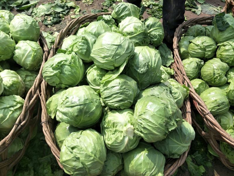 大量供应金乡中甘11甘蓝