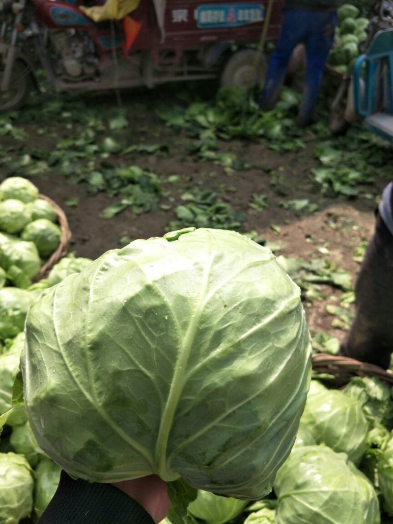 大量供应金乡中甘11甘蓝