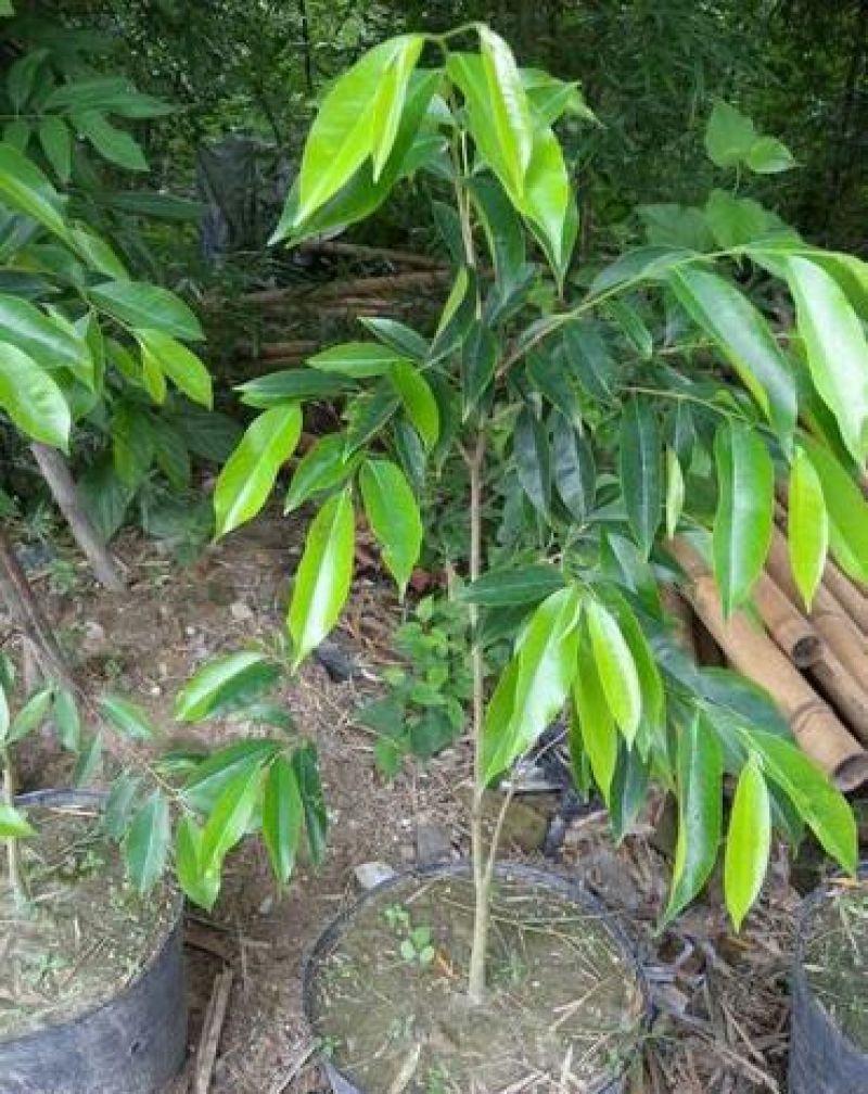 广西沉香树苗苗圃直销包技术指导，欢迎咨询