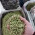 金银花统花