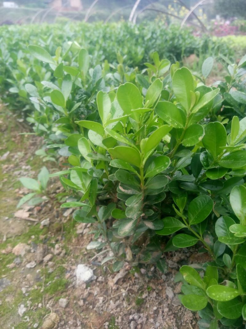 瓜子黄杨苗10~20cm、豆瓣黄杨小苗精品，黄杨苗基地