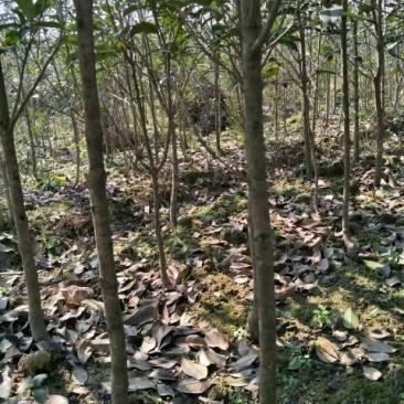 八月桂1米以下2~4cm1.5~2米